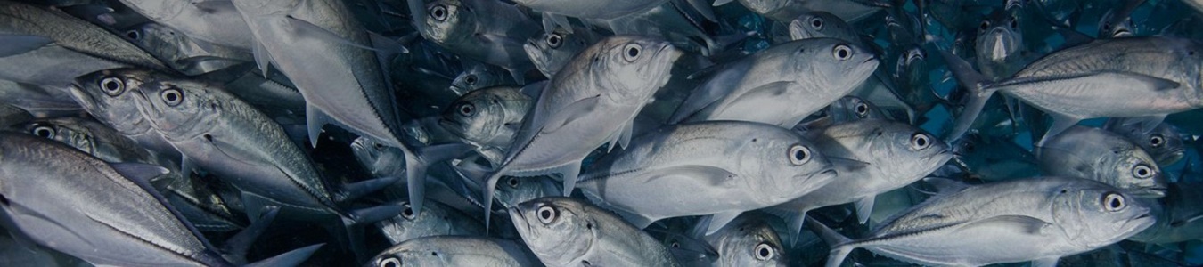 Fishery