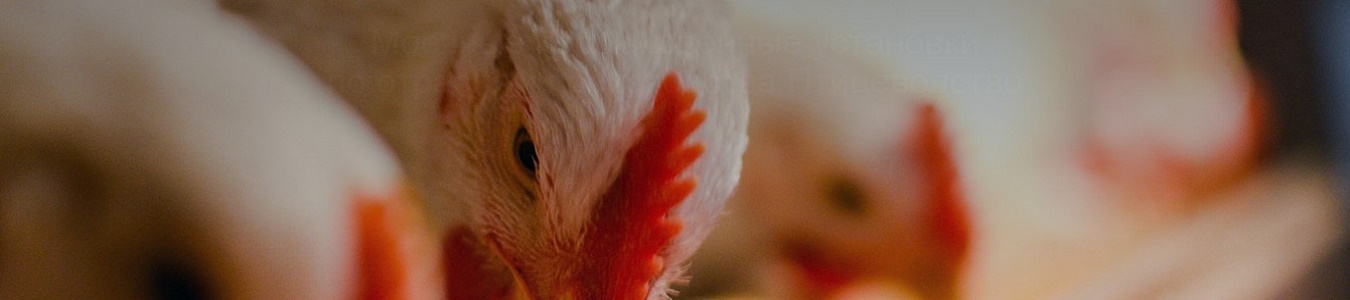 Poultry