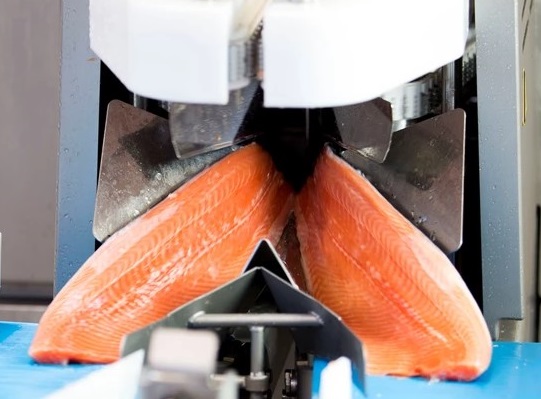 fillet processing